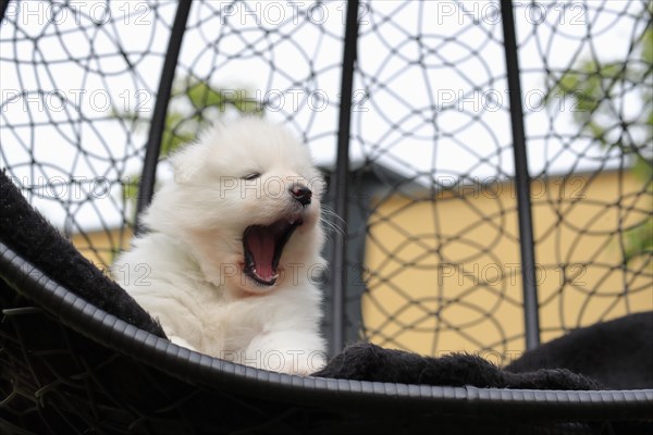 Samoyed Domestic dog