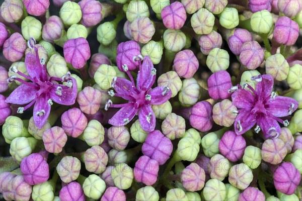 Bigleaf Hydrangea