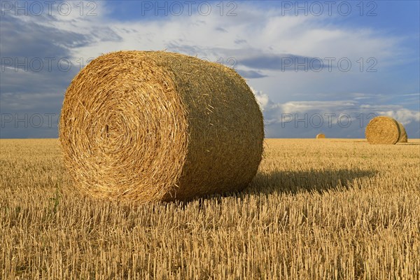 Grain field