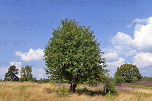 Heathland