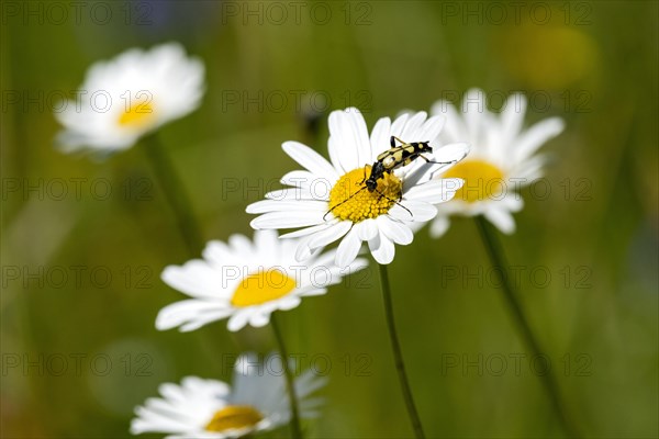 Flowering marguerites