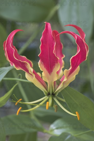 Fire lily