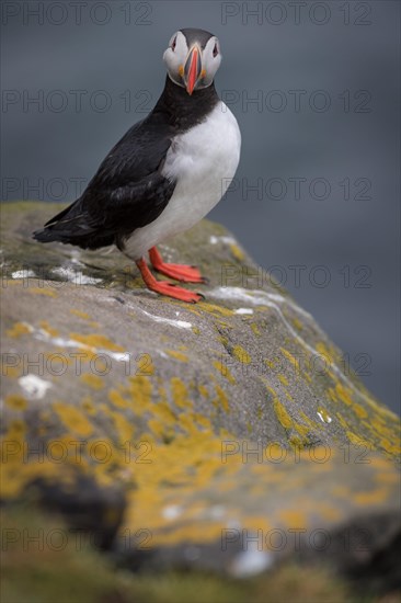 Puffin