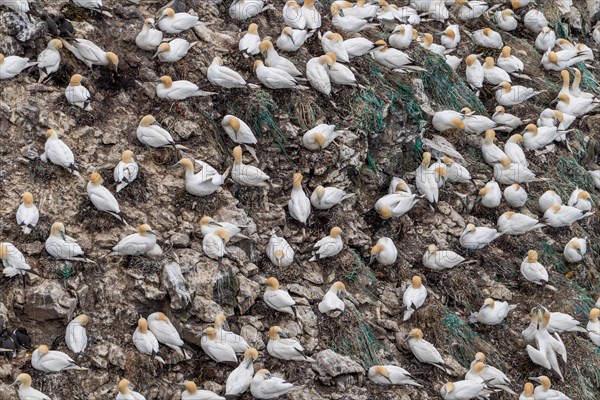 Gannet colony