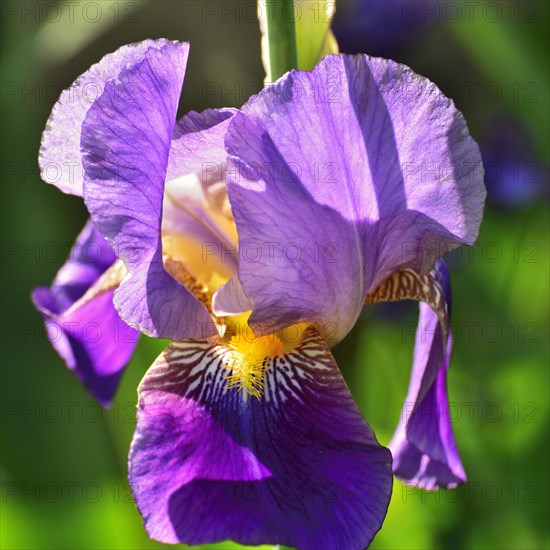 Blue-violet flower of an iris