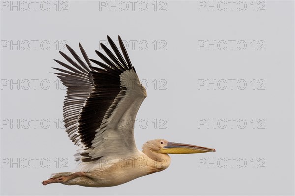 Dalmatian pelican