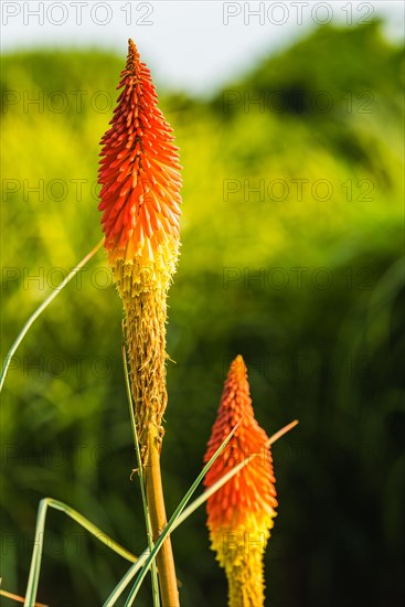 Red Hot Poker