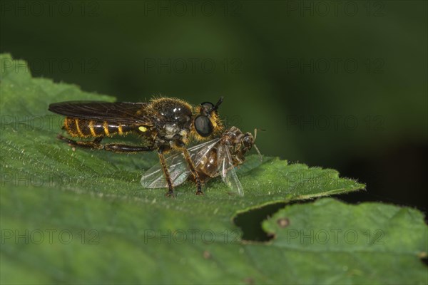 Robber fly