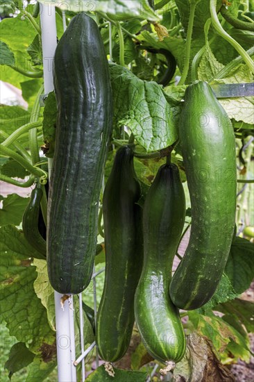 Cucumber