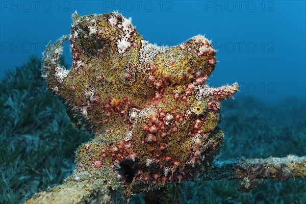 Painted frogfish