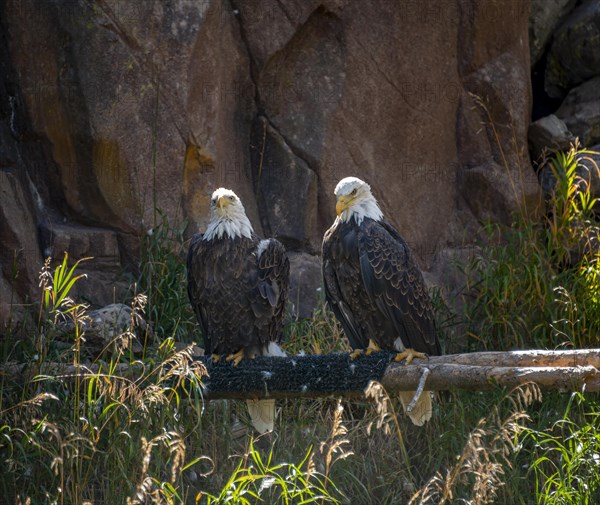 Two bald eagles