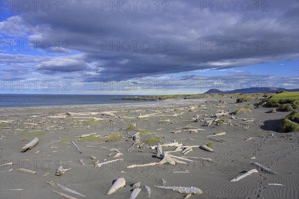 Driftwood on the beach