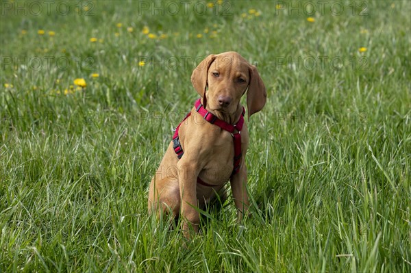 Hungarian or Magyar Vizsla or Smooth-Haired Vizsla