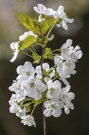 Cherry blossoms