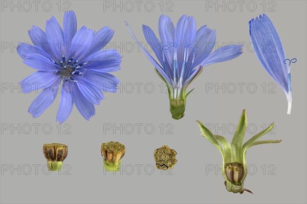 Common chicory