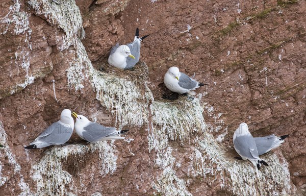 Kittiwake