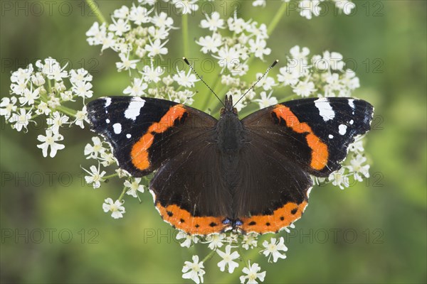 Red Admiral