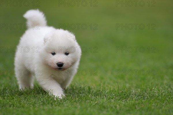 Samoyed Domestic dog