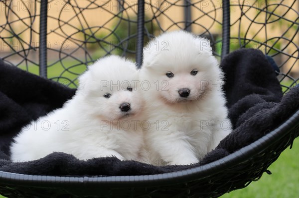 Samoyed Domestic dog