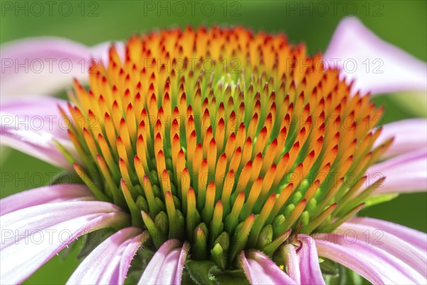 Flower of Purple Cone flower