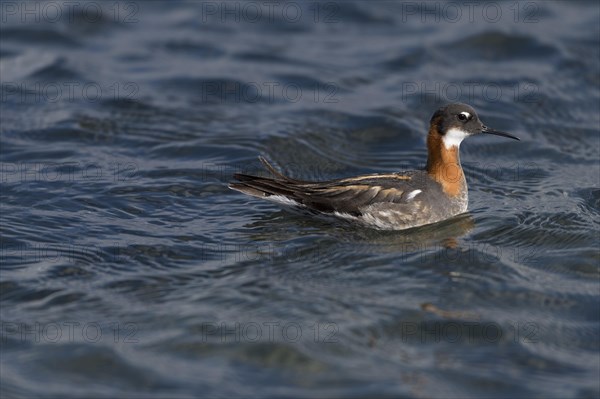 Swimming Red-necked Phalarope