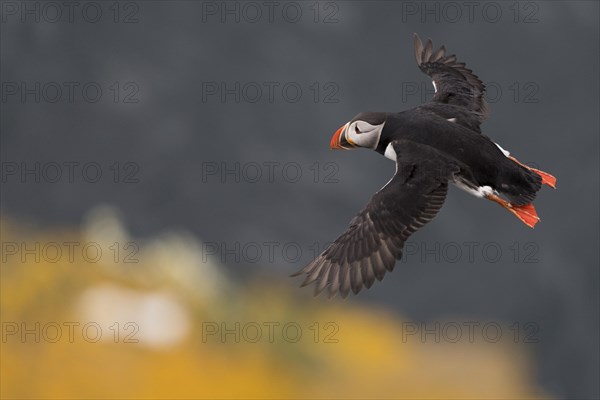 Flying Puffin