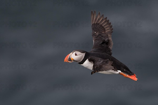 Flying Puffin