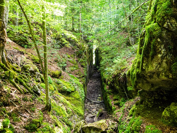 Alluvial canal for timber transport between Kammersee and Toplitzsee