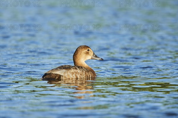 Common pochard