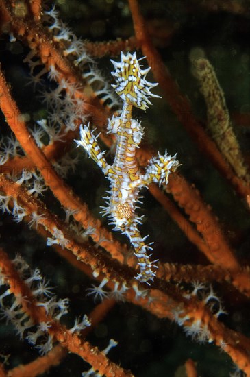 Harlequin Ghost Pipefish