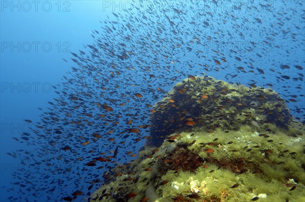 Shoal of Mediterranean Flagfish