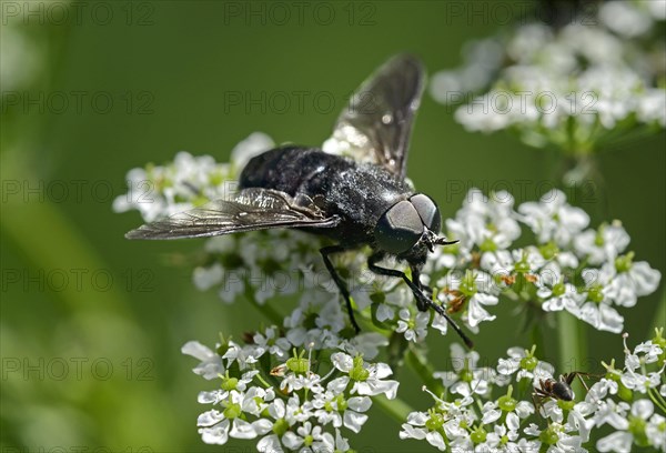 Eastern wood bee