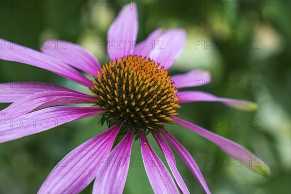 Purple Cone flower