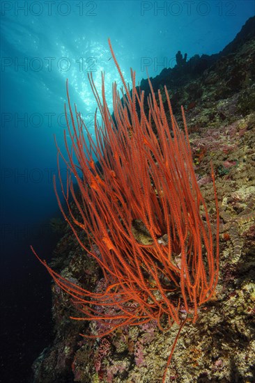 Red whip coral