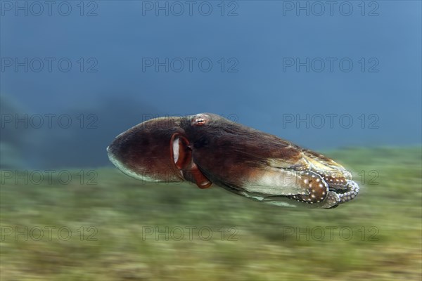 Common octopus