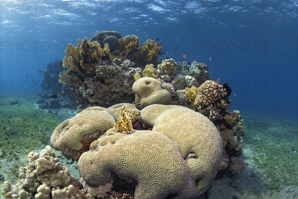 Spotted reef in the middle of seagrass meadow