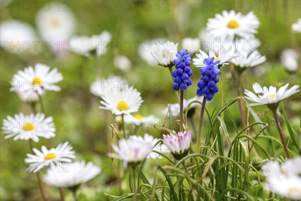 Common daisy