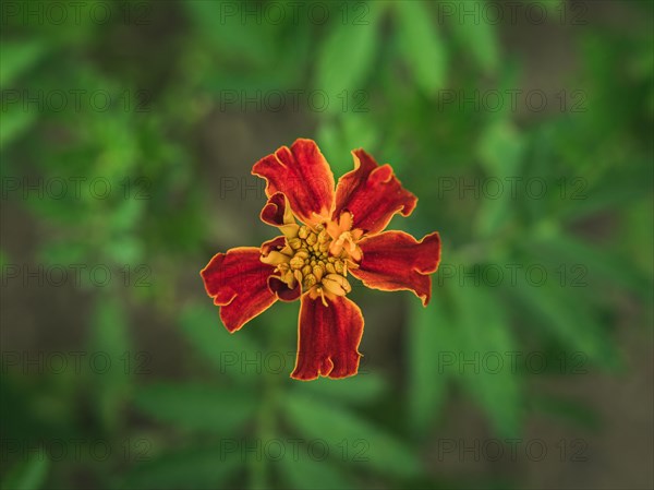 Striped Mexican Marigold flower