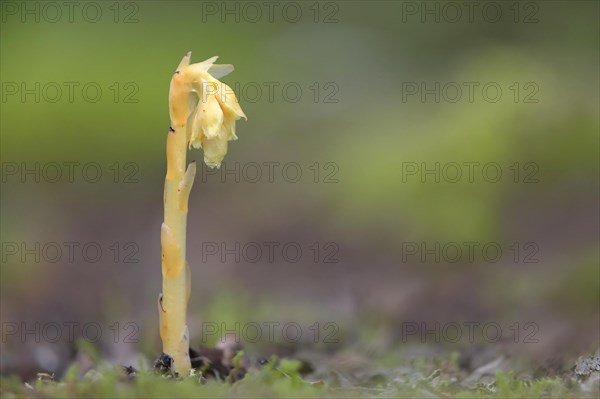 Common Dutchman's pipe