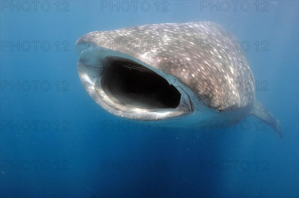 Whale shark