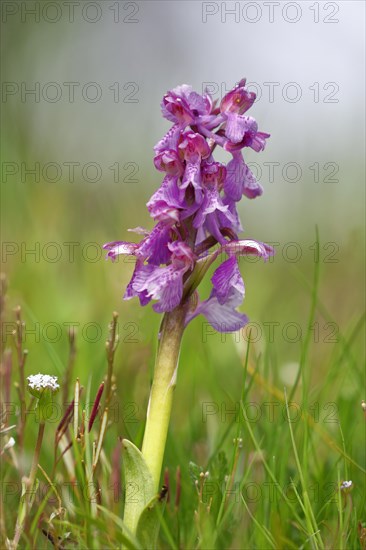 Green-winged orchid