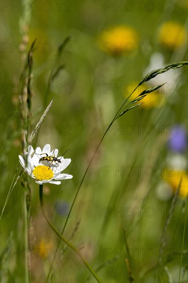 Flowering marguerite