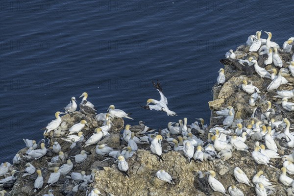 Gannet colony on the rock needle Stori Karl