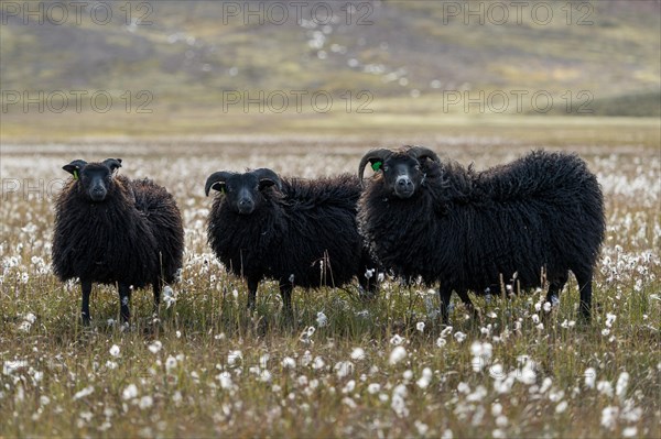 Black Domestic sheep