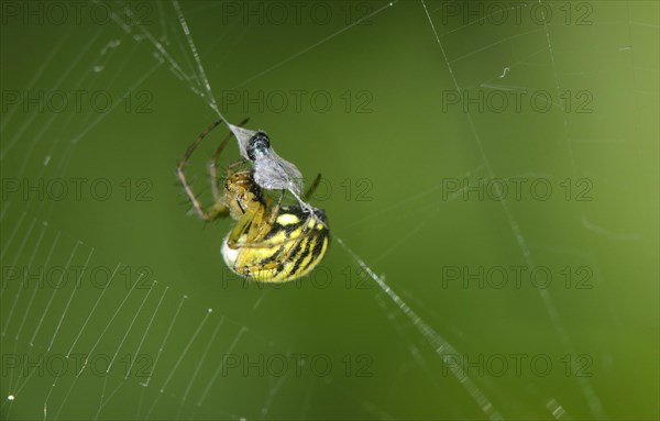 Female Linyphia triangularis