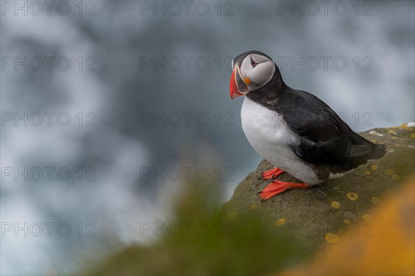 Puffin