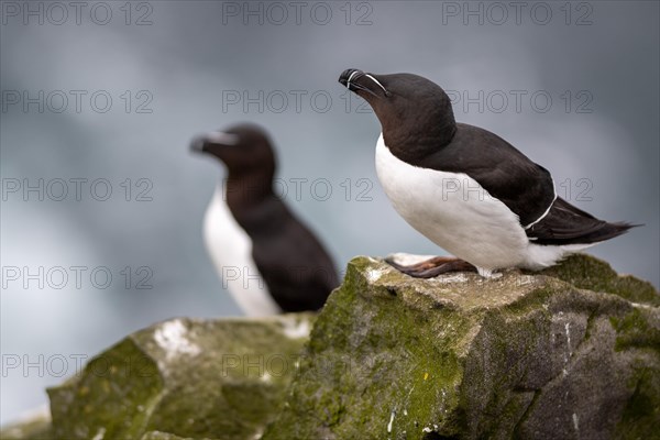 Common guillemot