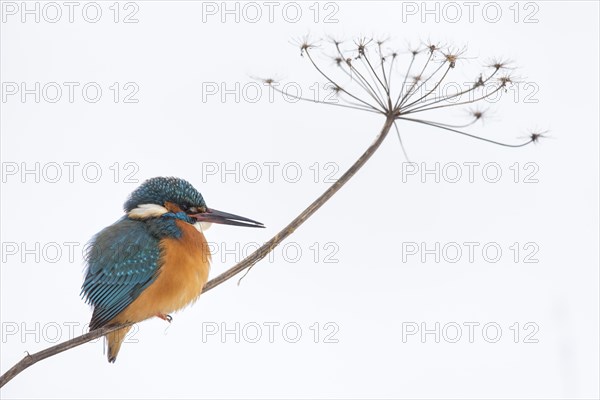 Common kingfisher