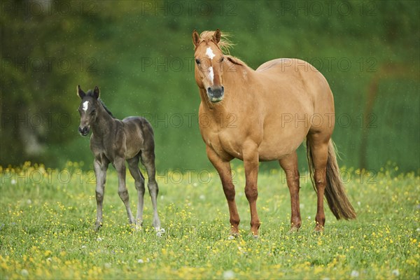 American Quarter Horse mare with her foal