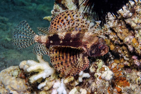 Hawaiian lionfish